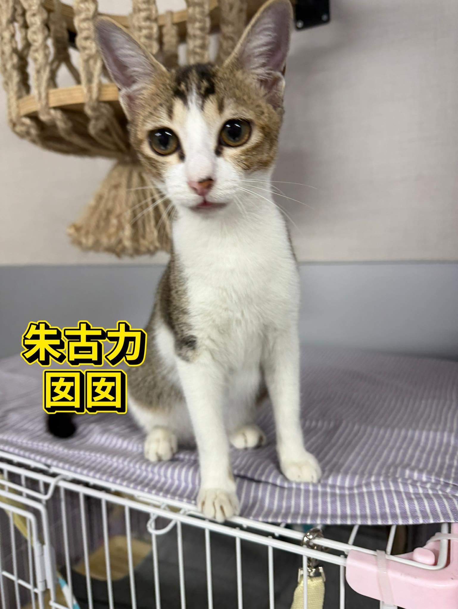 朱古力